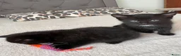 Domestic Shorthair cats for sale: 1x female 2x male black domestic shorthair  in Hull - Advert 2