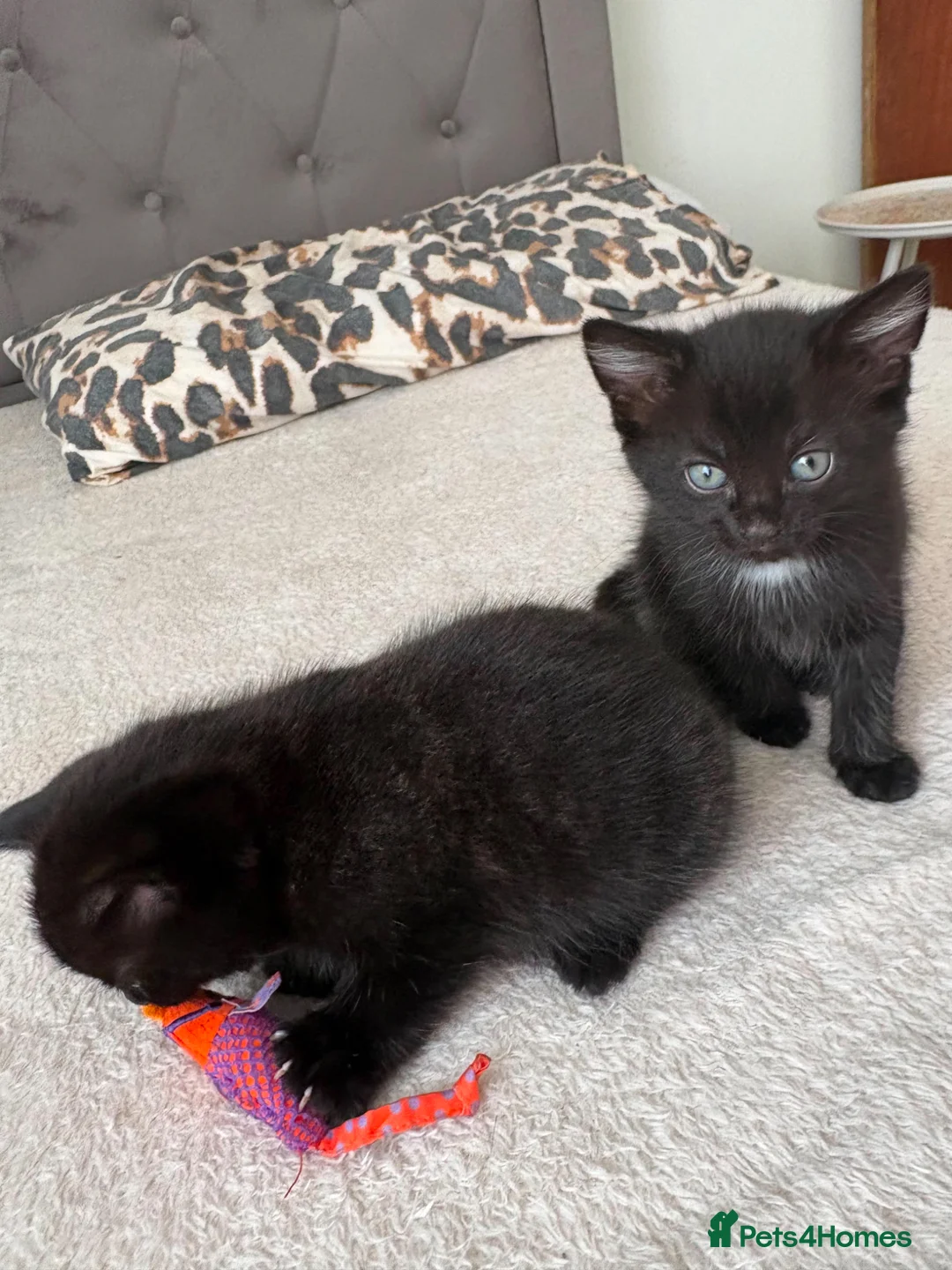 Domestic Shorthair cats for sale: 1x female 2x male black domestic shorthair  in Hull - Advert 2