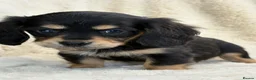 Mixed Breed dogs for sale: Gorgeous fluffy Daxi cross puppies  - Advert 14