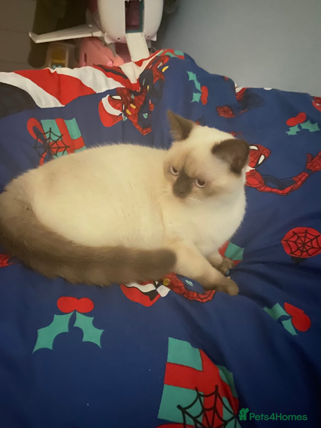 British Shorthair cats for sale: Seal Colourpoint British Shorthairs Duke&Darcey - Advert 11