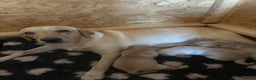 Labrador Retriever dogs for sale: STUNNING HEALTH TESTED LABRADORS - Advert 3