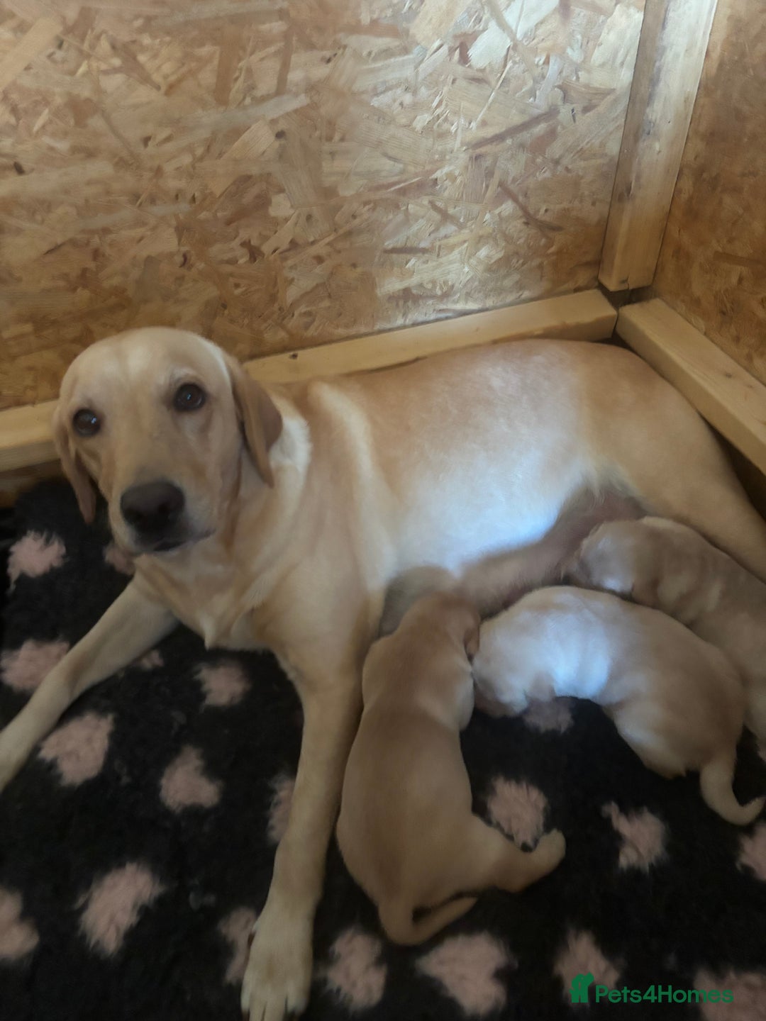 Labrador Retriever dogs for sale: STUNNING HEALTH TESTED LABRADORS - Image 3