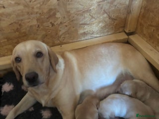 Labrador Retriever dogs - Advert 1