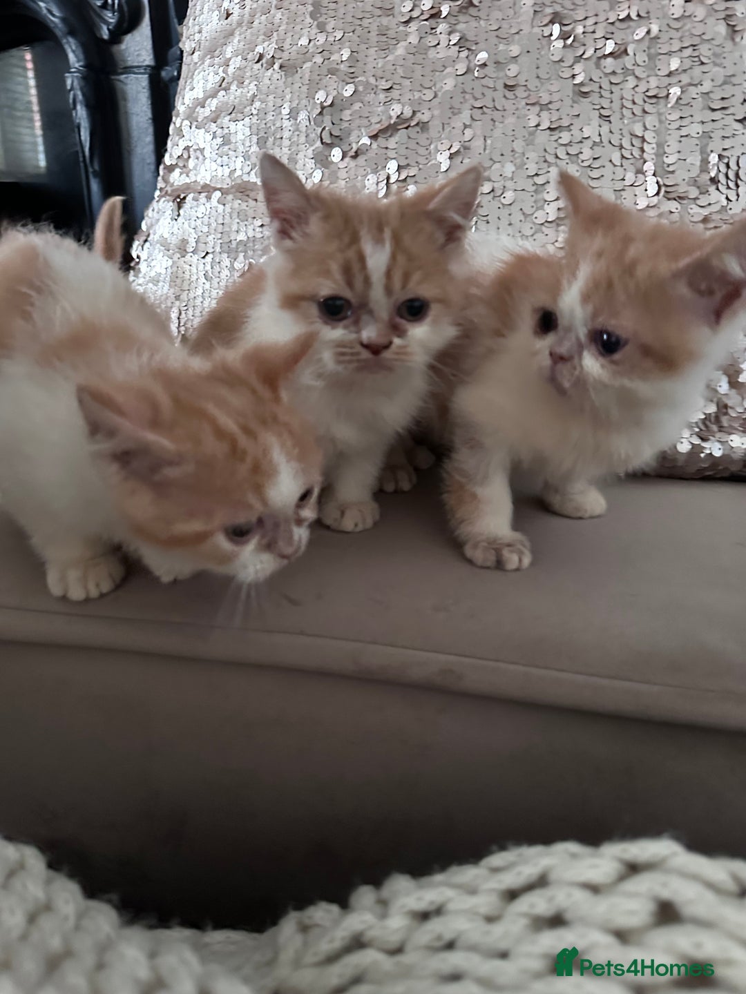 Persian cats for sale: Persian Kittens for sale - Image 8