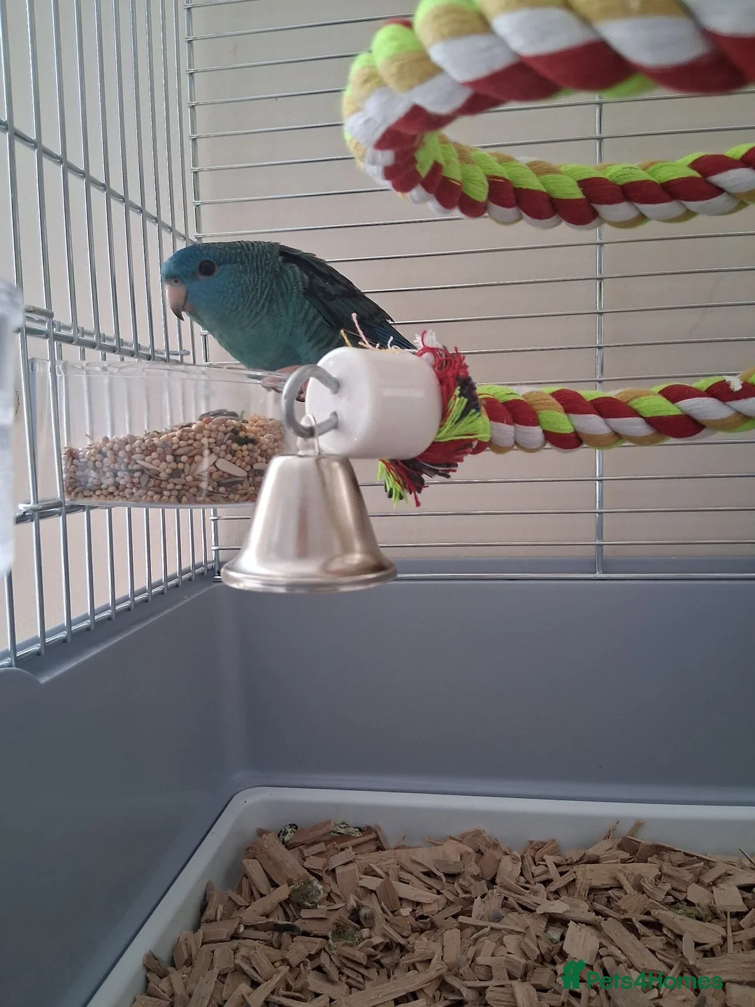 Parakeets birds for sale: Male Lineolated Parakeet - Blue/ Turquoise  in Bordon - Advert 6