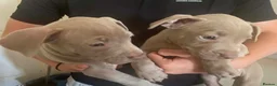 Mixed Breed dogs for sale: Merla blue puppys  in Gloucester - Advert 4