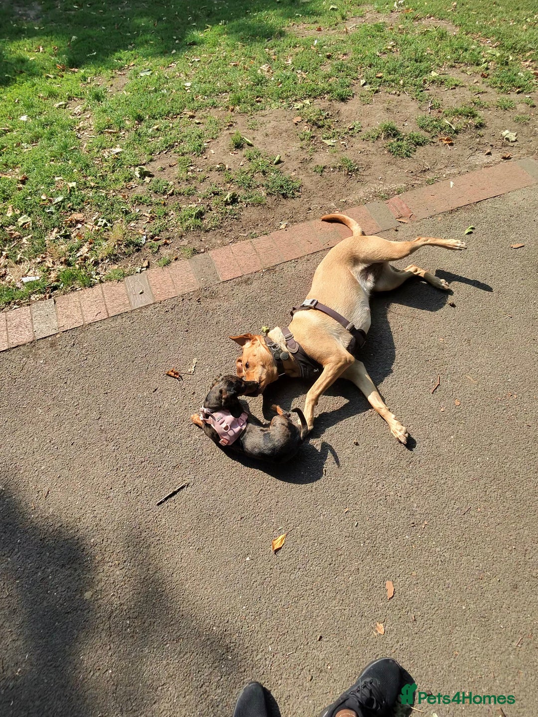 Miniature Dachshund dogs for sale: Loving Foster Home Wanted for My Loving Dachshund - Image 7
