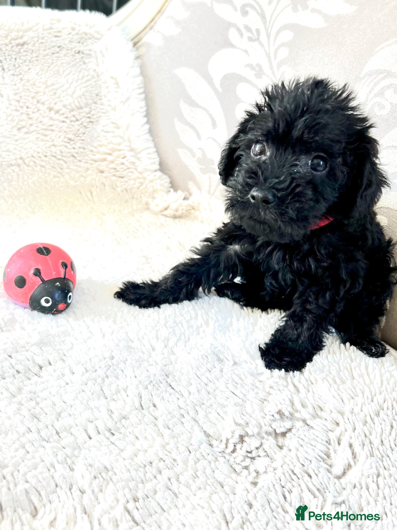 Cavapoo dogs 🐶🐾Adorable Cavaschnauzer Pups🐾🐶 - Advert 1
