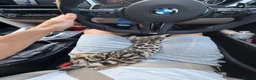 Bengal cats for sale: Rayna - Advert 2