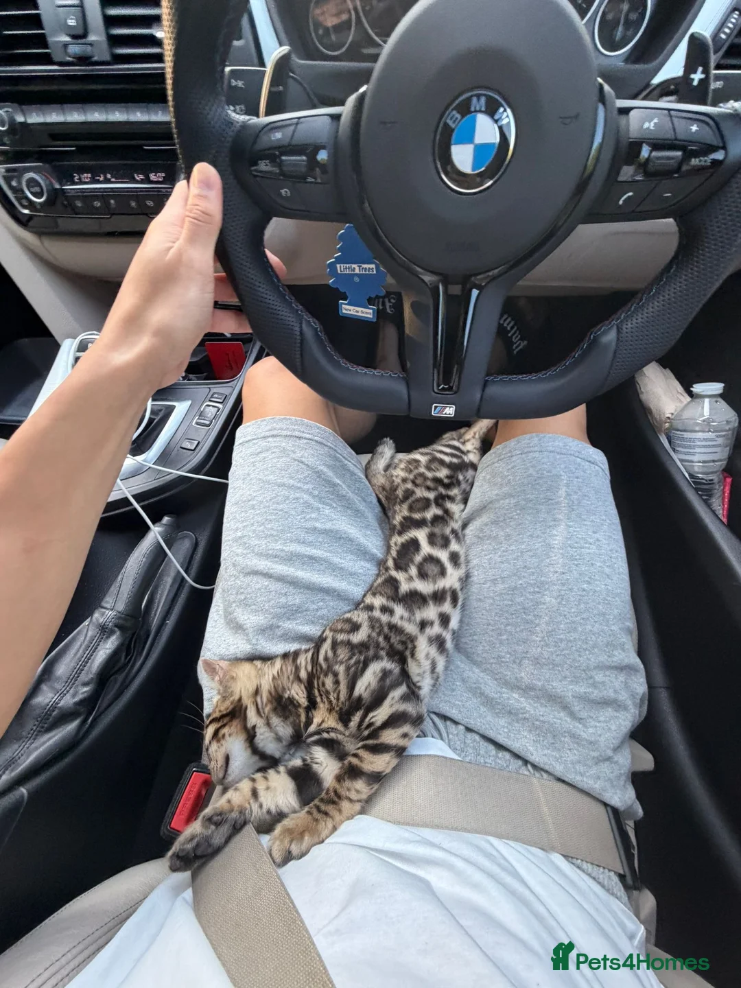 Bengal cats for sale: Rayna - Advert 2