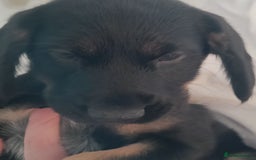 Mixed Breed dogs for sale: Puppies - Image 8
