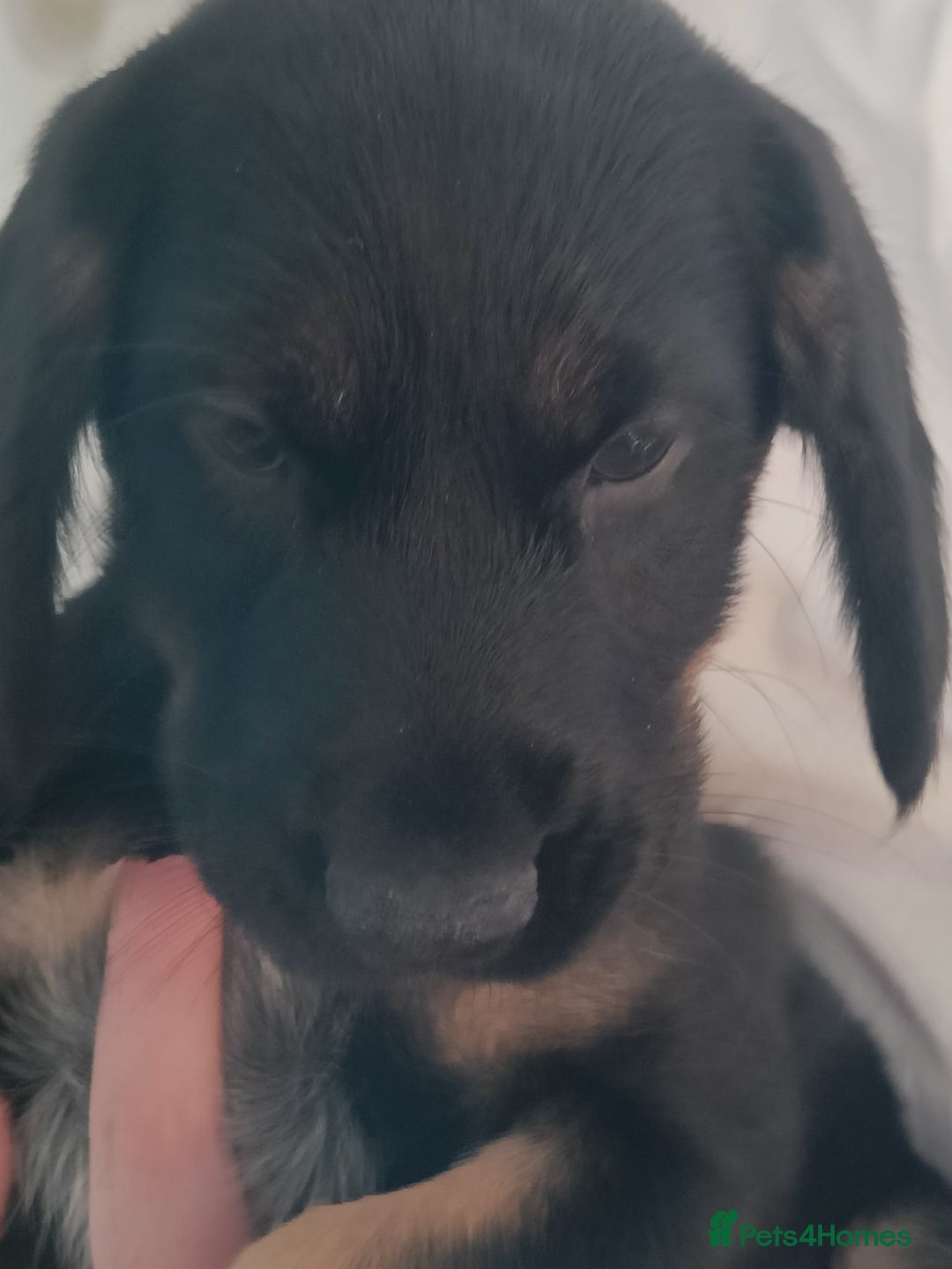 Mixed Breed dogs for sale: Puppies - Image 8