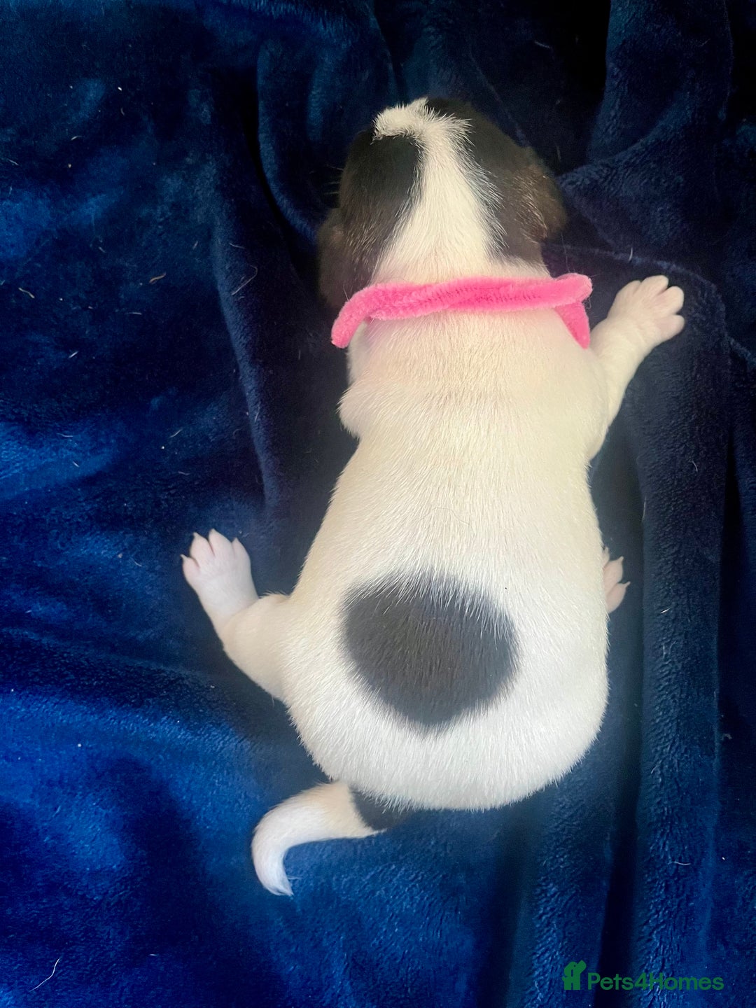 Mixed Breed dogs for sale: First litter of 7 Jack Russel puppies  - Image 8