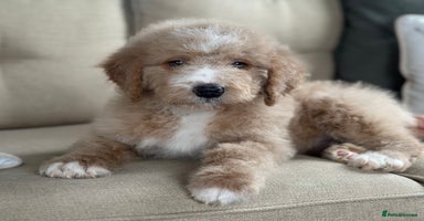 Mixed Breed dogs F1B SAINTBERNADODLE BRAMLEY BOY  NOVA B/W GIRL - Advert 1