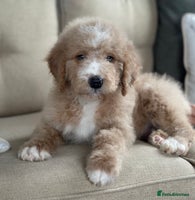 Mixed Breed dogs F1B SAINTBERNADODLE BRAMLEY BOY NOVA B/W GIRL - Advert 4