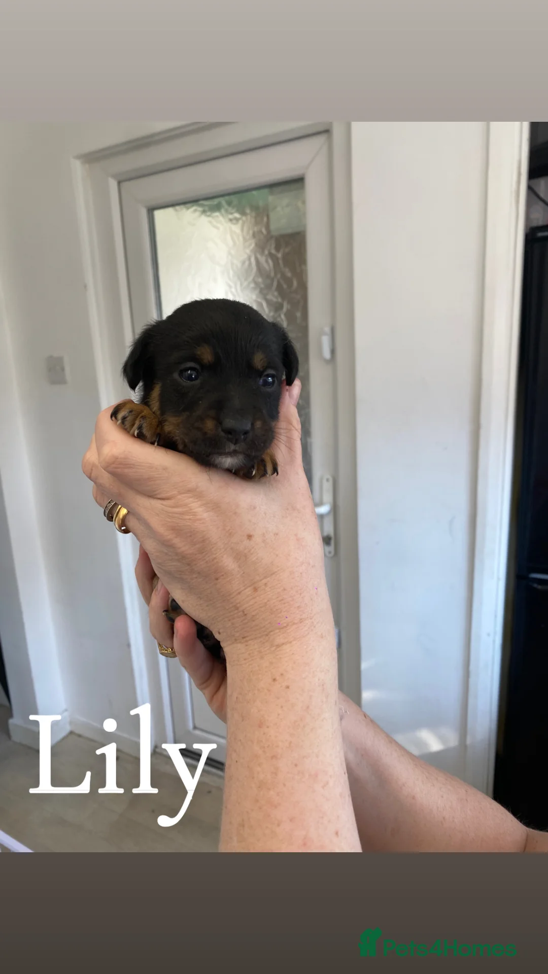 Jack Russell dogs for sale: Jack russle puppies in Havant - Advert 6