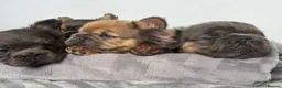 French Bulldog dogs for sale: Fluffy French Bulldog Puppies  - Advert 21