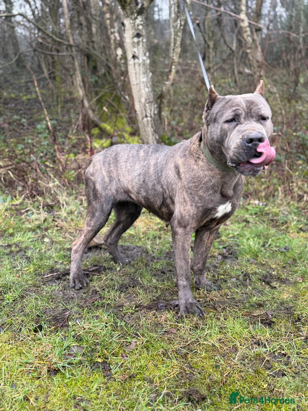 Bandog dogs for sale: Slovakian Mastiff - Advert 3