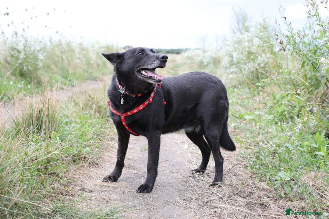 Mixed Breed dogs for adoption: 💖🐶 MARY 🐶💖 - Image 12
