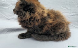 European cats for sale: Beautiful, friendly and playful kittens - Image 20