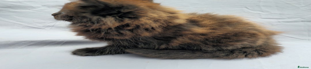 European Kitten 3