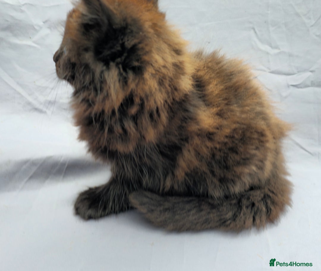 European cats for sale: Beautiful, friendly and playful kittens - Image 20