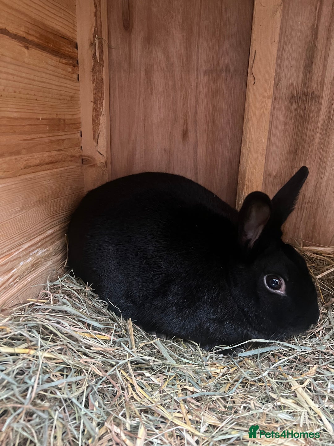 Dutch rabbits for sale: 1 female and 1 male Dutch rabbit  - Advert 10