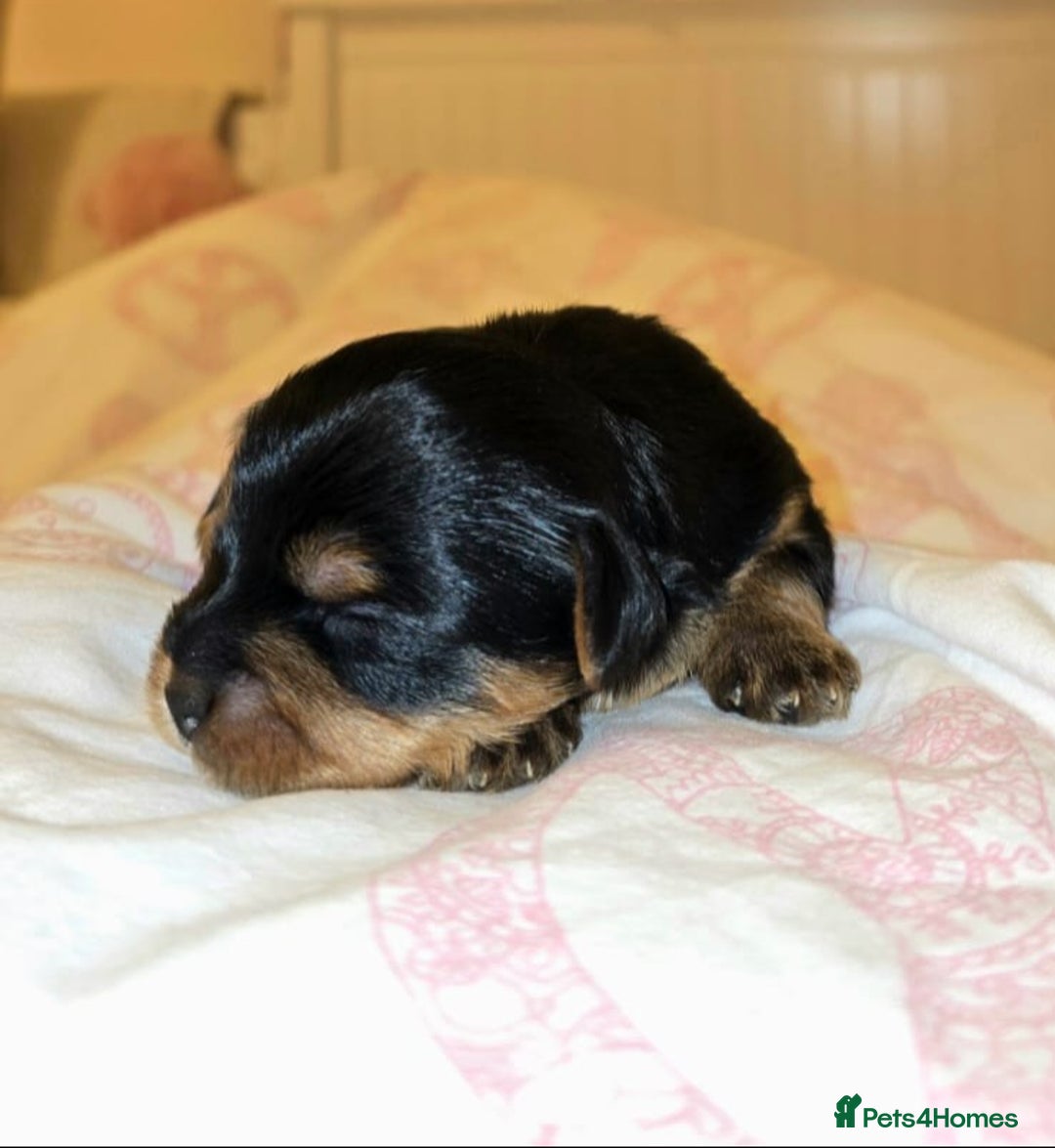 Yorkshire Terrier dogs for sale: ✨ Exquisite Yorkshire Terrier Puppies Available ✨ - Advert 3