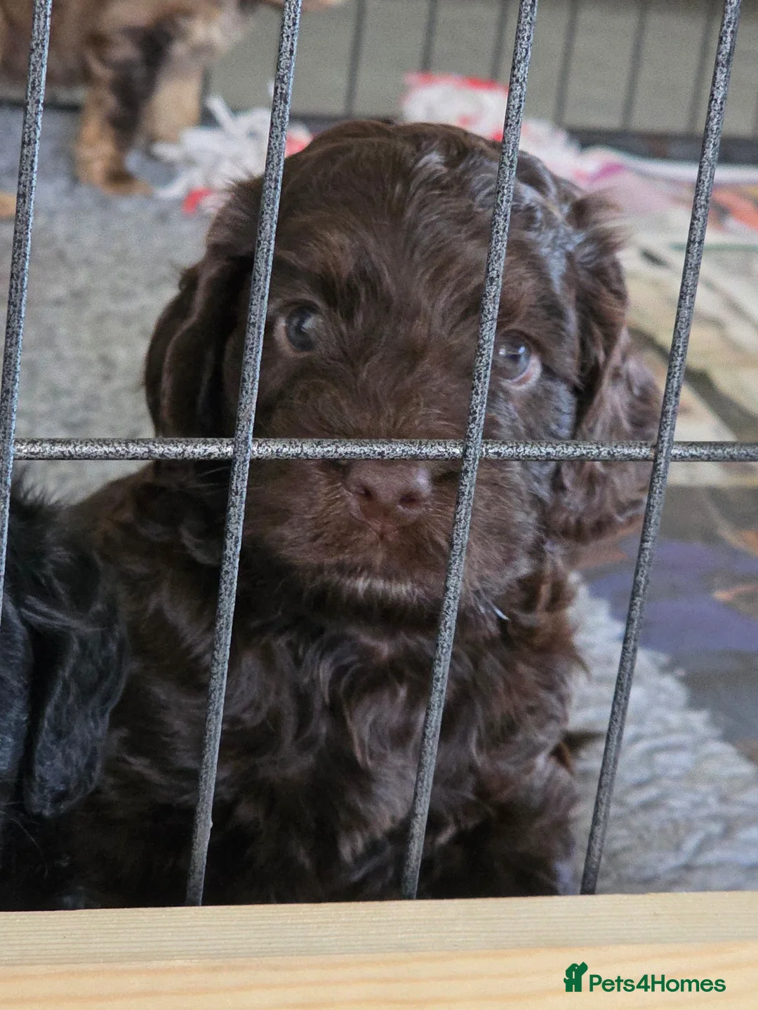 Cockapoo dogs for sale: Stunning health tested cockapoos - Advert 33
