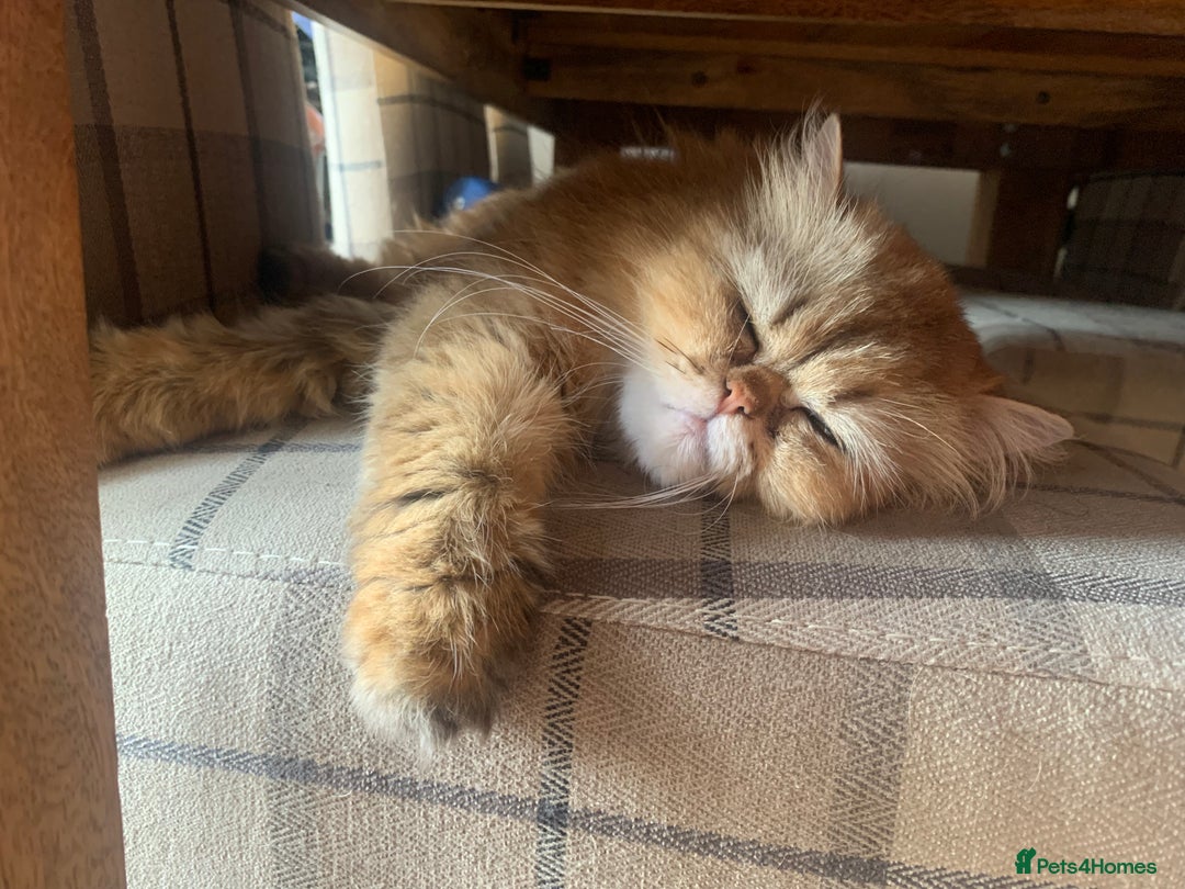 Persian cats for sale: 7 x beautiful persian kittens ready Thursday 14/08 - Image 4