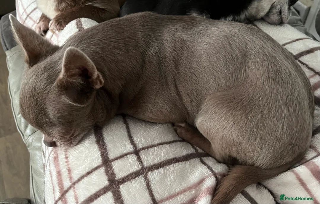 Chihuahua dogs for stud: STUNNING KC LILAC BOY FOR STUD DUTIES  in Birmingham - Advert 6