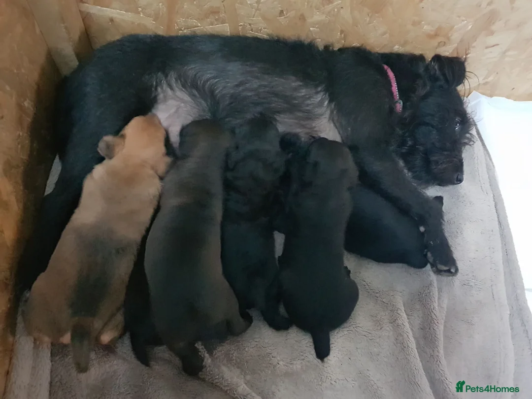 Mixed Breed dogs for sale: Amazing wee Patterdale x lakeland pups - Advert 8