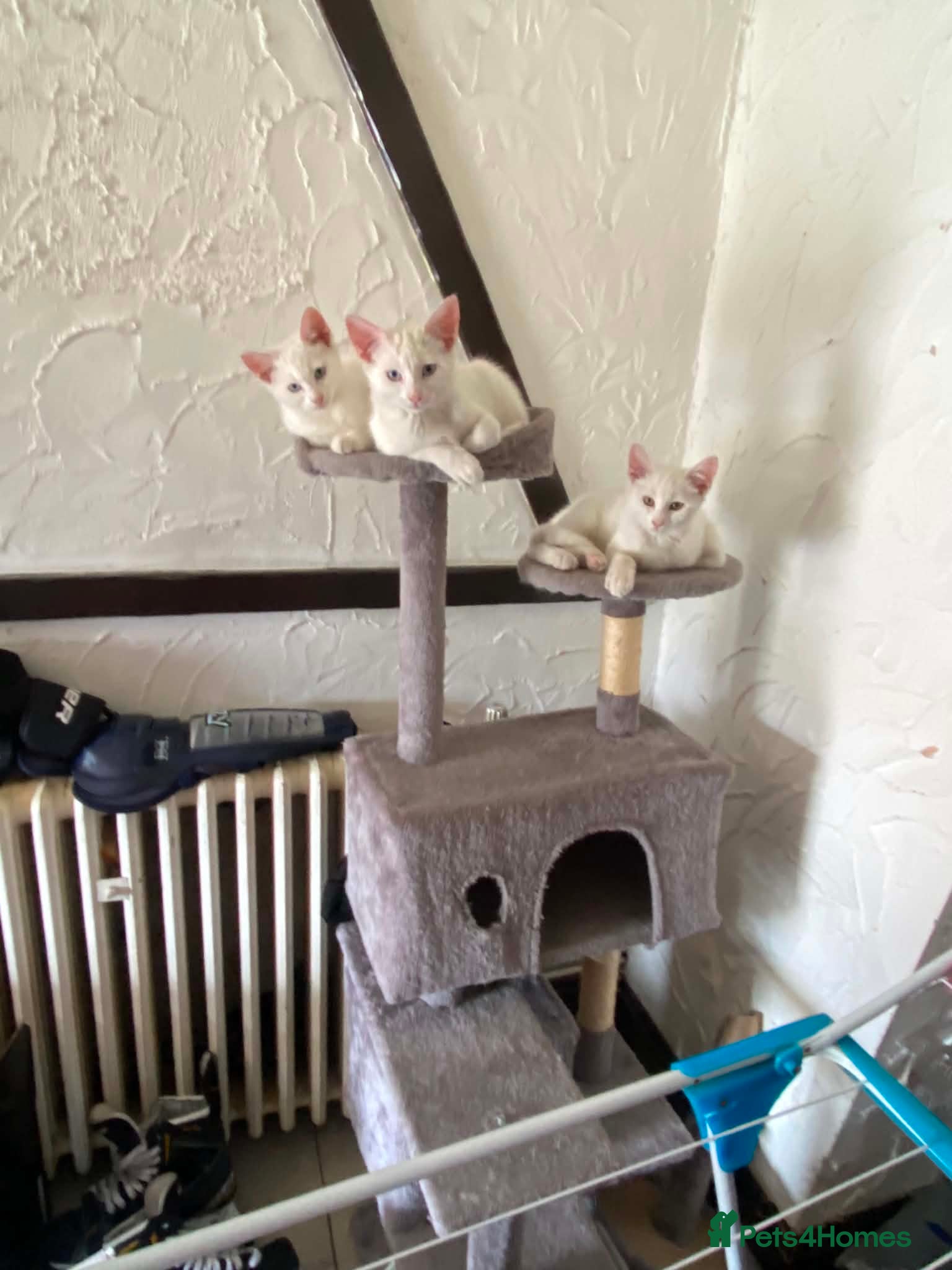 Turkish Angora cats for sale: White kitten  in Reading - Advert 3