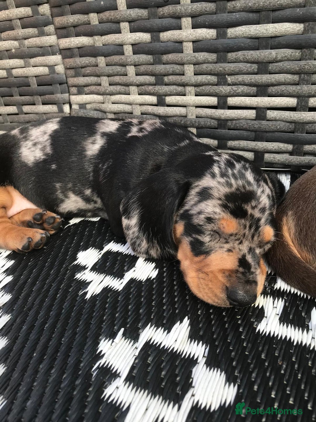 Dachshund dogs for sale: Mini Dachsunds for sale x 2 - Image 3