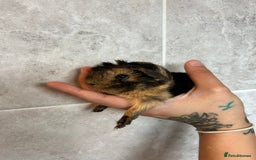 Guinea Pig rodents for sale: Beautiful Otter colour full peruvian& 3 PEWs   - Advert 7