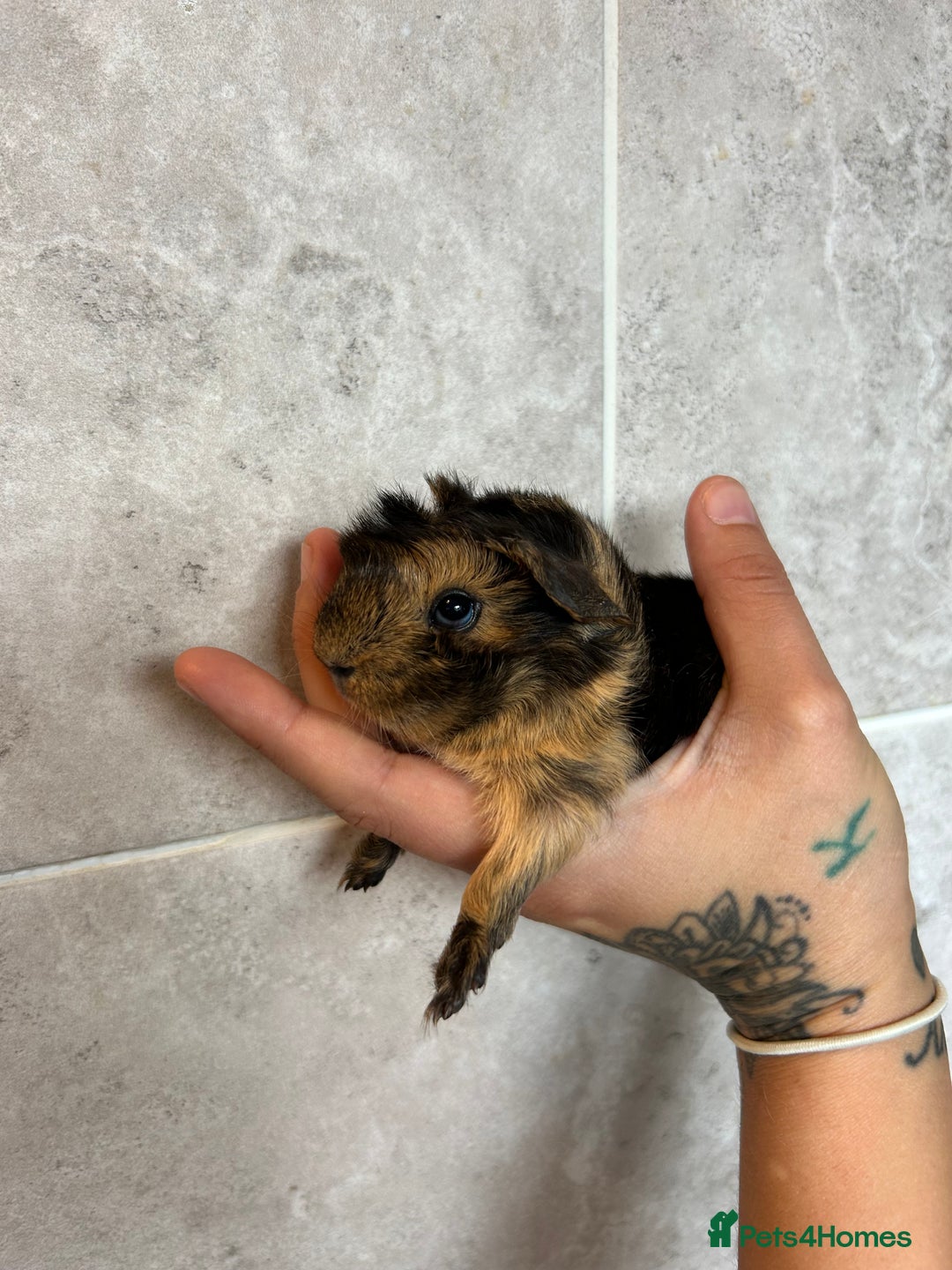 Guinea Pig rodents for sale: Beautiful Otter colour full peruvian& 3 PEWs   - Advert 7