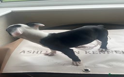 Boston Terrier dogs for sale: How is she the last puppy she’s perfect!  - Image 17