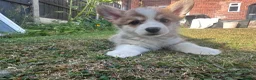 Welsh Corgi Pembroke dogs for sale: REDUCED — Fully Vaccinated Pembroke Welsh Corgi   - Advert 3