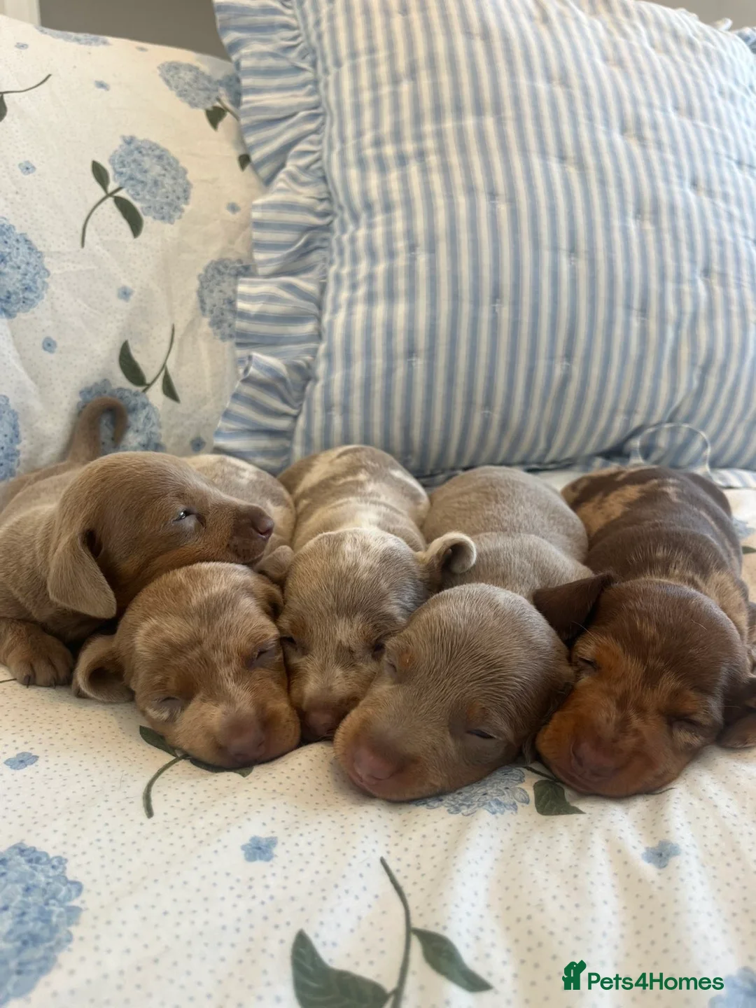 Miniature Dachshund dogs for sale: Kc registered miniature dachshunds❤️ - Advert 2