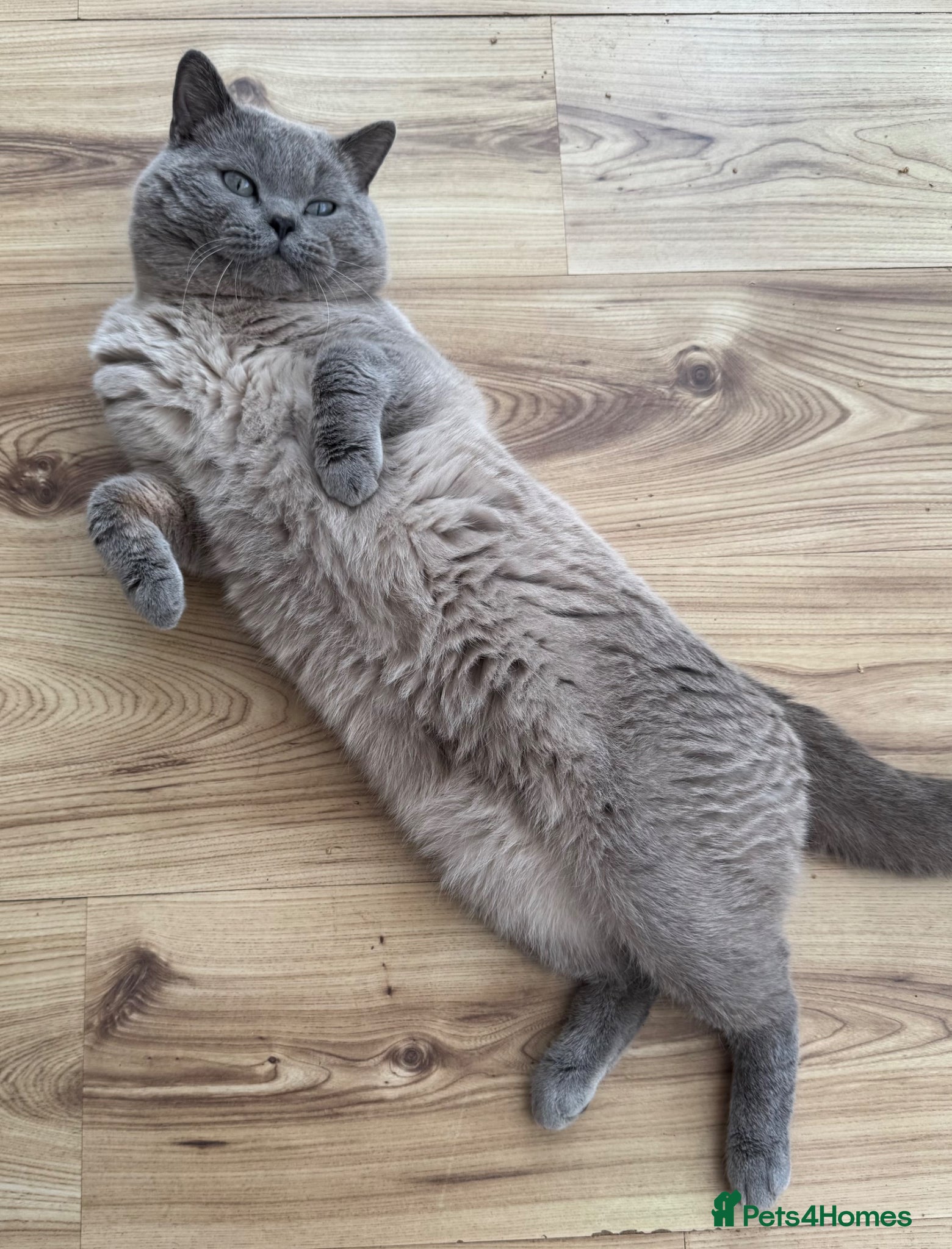 British Shorthair cats for sale: Gorgeous GCCF colourpoints  - Advert 18