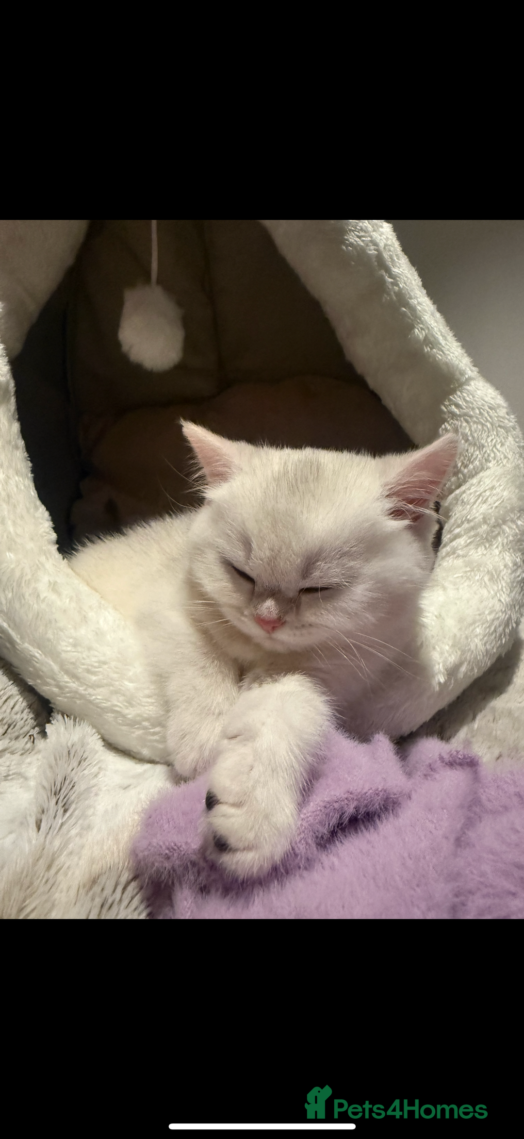 British Shorthair cats for sale: STUNNING GCCF BRITISH SHORTHAIR😍😍 - Advert 5