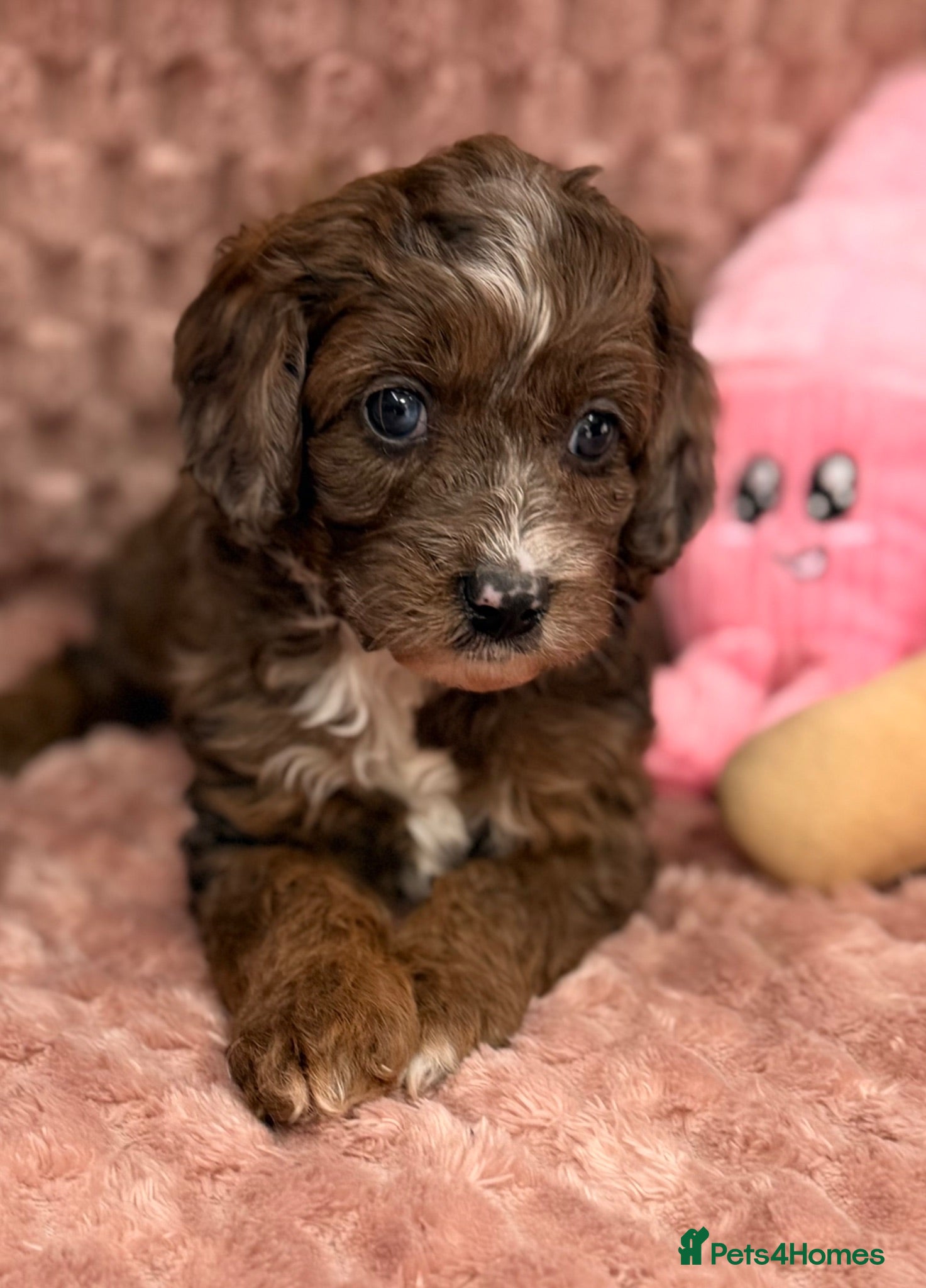 Cavapoo dogs Stunning F1B Cavapoos FULLY DNA health tested - Advert 2