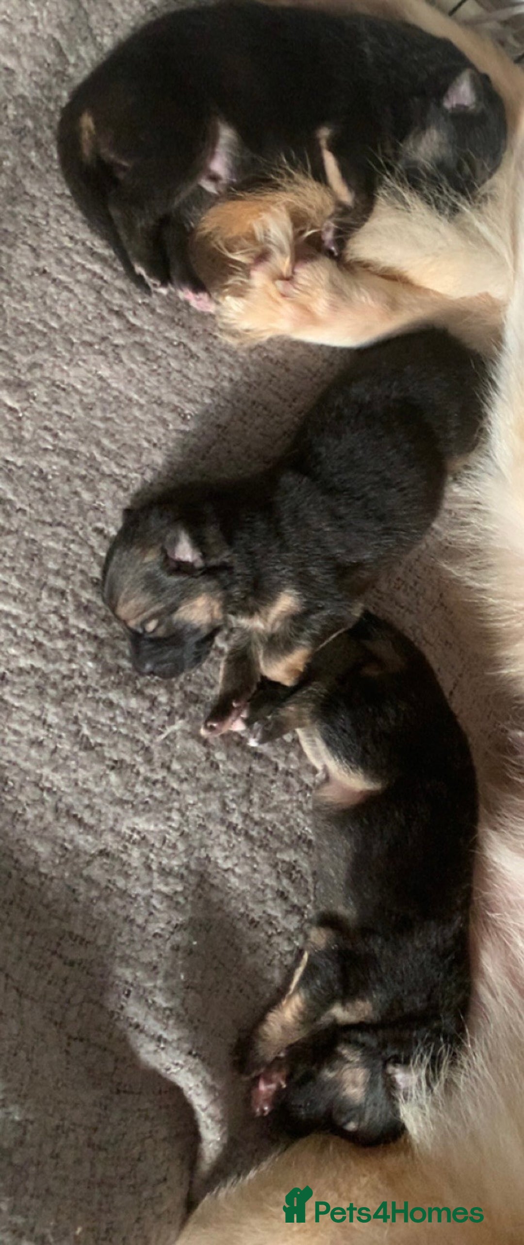 German Shepherd dogs for sale: Stunning litter of German shepherds  - Image 4