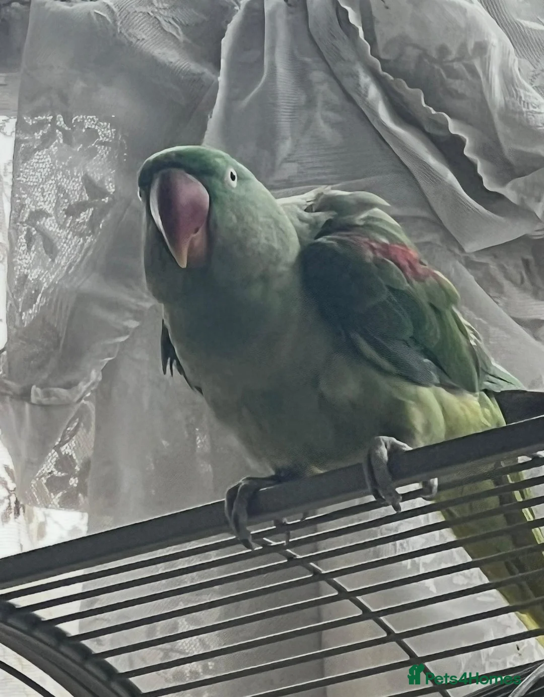 Parrots birds for sale: Alexander  - Advert 2