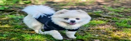 Pomeranian dogs for sale: KC Registered Pomeranian Female beautiful dog - Advert 1