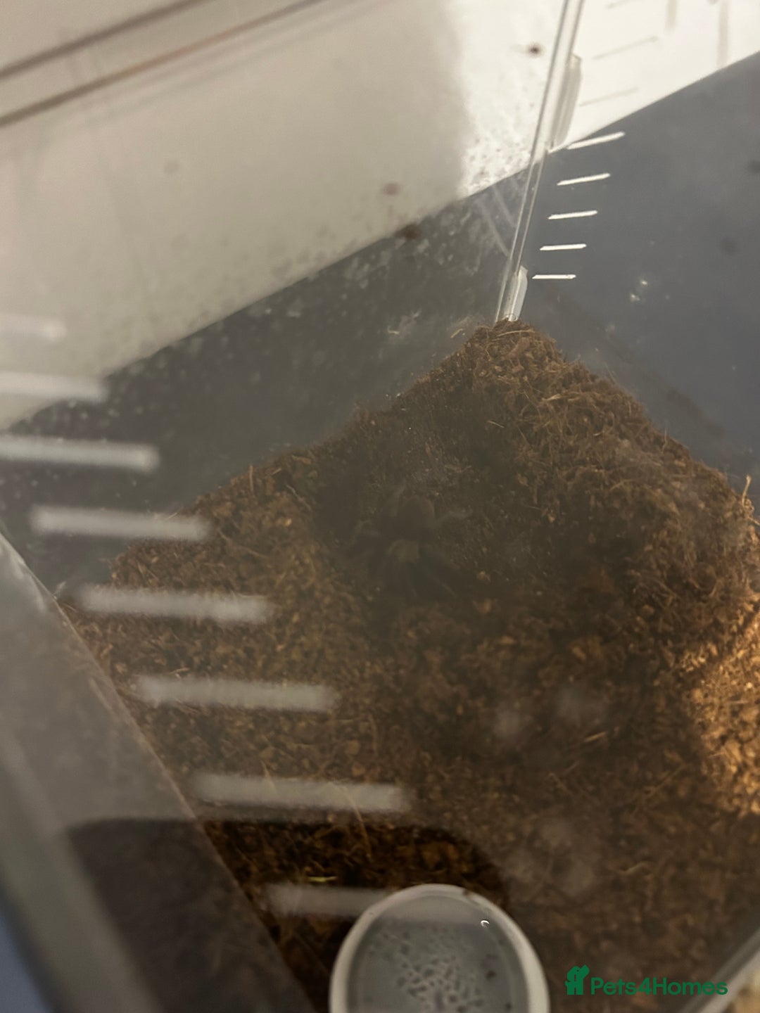 Tarantulas invertebrates for sale: Mexican red rump Tarantula 5cm 1-2 years old - Advert 6