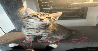 Mixed Breed cats - Advert 2