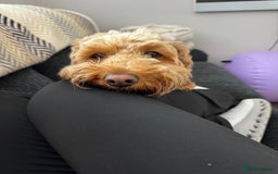 Cockapoo dogs for sale: Cockapoo bitch red 3 years old  - Image 17