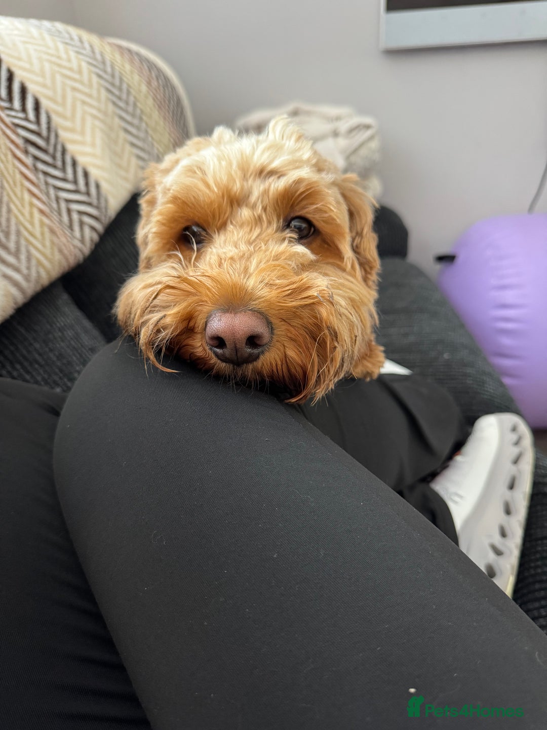 Cockapoo dogs for sale: Cockapoo bitch red 3 years old  - Image 17