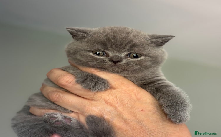 British Shorthair cats in Abergavenny - Advert 4